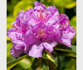 Rhododendron Goldflimmer