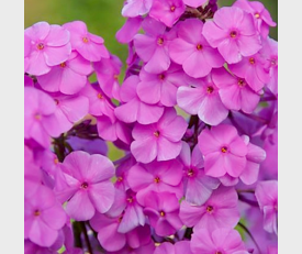 Phlox maculata Alpha