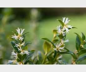 Sarcococca humilis ‘Confusa’ - Vleesbes