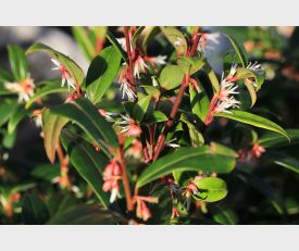 Sarcococca humilis ‘Winter Gem‘ - Vleesbes