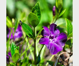 Vinca minor Atropurpurea