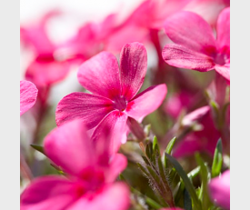 Phlox Atropurpurea