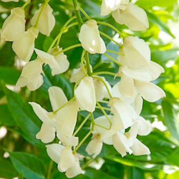 Wisteria floribunda Alba