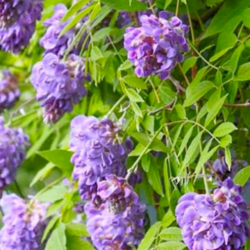 Wisteria frutescens 