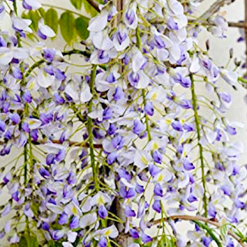 Wisteria floribunda Lawrence