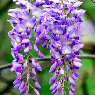 Wisteria sinensis Prematura