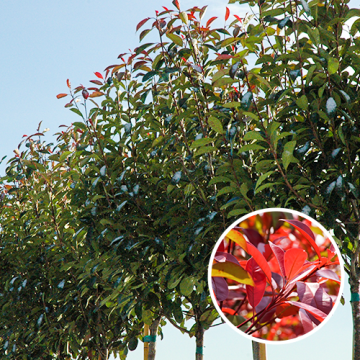 Bol Photinia