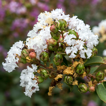 Lagerstroemia Bianca Grassi