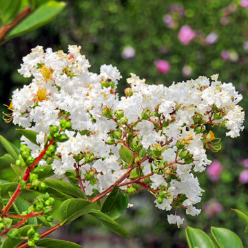 Lagerstroemia Nivea