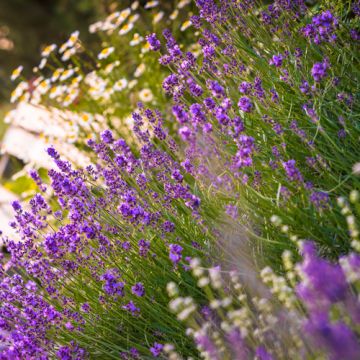 Lavendel Hidcote