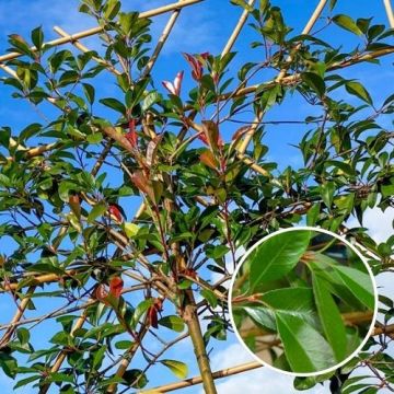 Leiphotinia