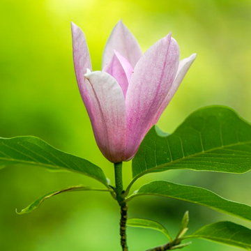 Magnolia Heaven Scent