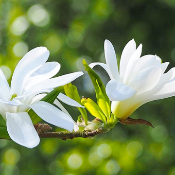 Magnolia stellata