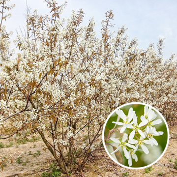 Meerstammige Krentenboom