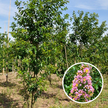 Meerstammige Lagerstroemia muskogee