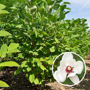 Meerstammige Magnolia Sieboldii