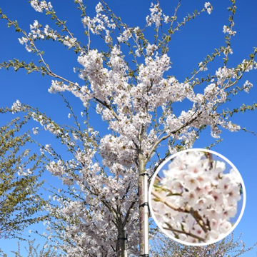 Prunus Yedoensis