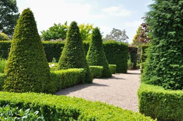 Taxus baccata Piramide