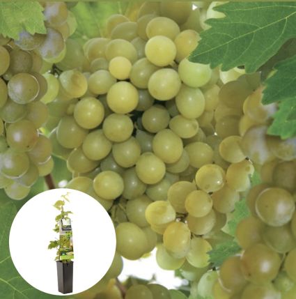 Pitloze Witte Druif Himrod, Vitis Vinifera Himrod. Nu Al Voor €6,75 Bij ...