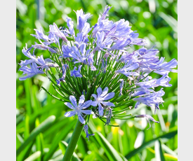 Agapanthus africanus