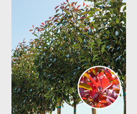 Bol Photinia