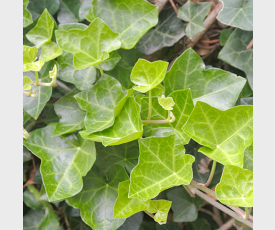 Hedera hibernica