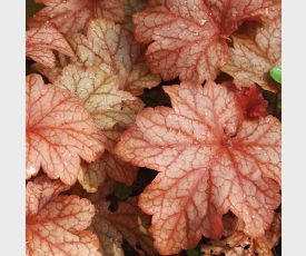 Heuchera Paprika