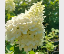 Hydrangea paniculata Bombshell