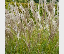 Miscanthus sinensis Kleine Silberspinne