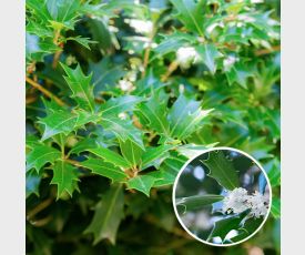 Osmanthus Ilicifolius