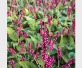 Persicaria Speciosa