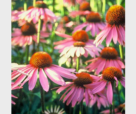 Echinacea purpurea