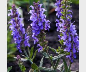 Salvia Blauhügel