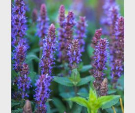 Salvia Ostfriesland