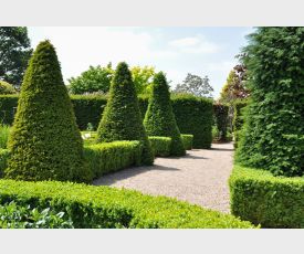 Taxus baccata Piramide