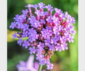 Verbena Lollipop