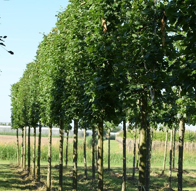 Leicarpinus langs de oprit bij vrijstaand huis