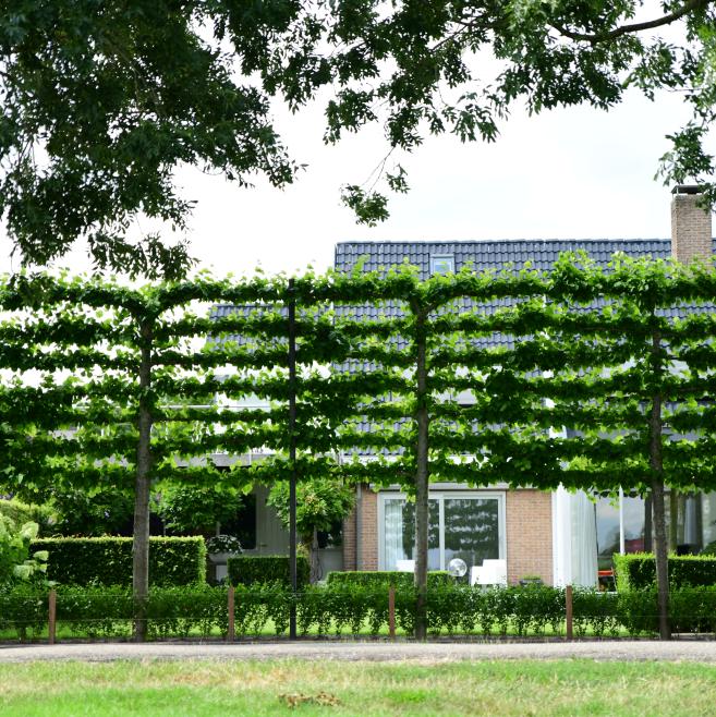 Oude leilinde bij vrijstaande woning