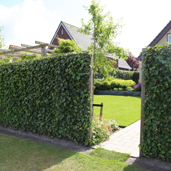 Hedera Schutting Als Tuinafscheiding Tuinafscheiding Met Hedera Hagen