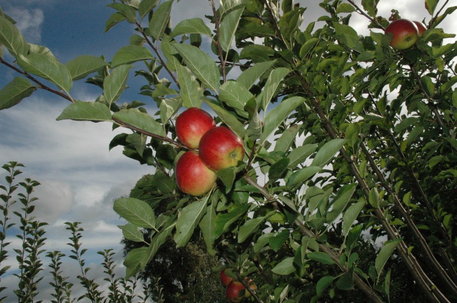 Je eigen voedselbos - Appelboom Ecolette