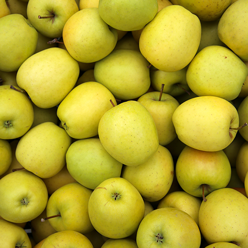 Golden Delicious Appelboom