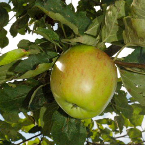 Notaris appelboom