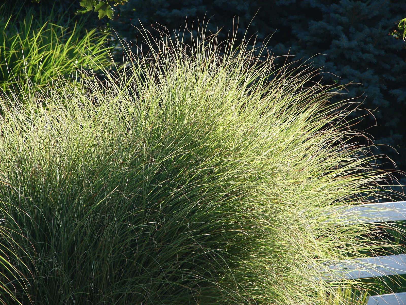 Vaste planten voor een kleurrijke herfsttuin - Miscanthus sinensis Chinees (pracht)riet