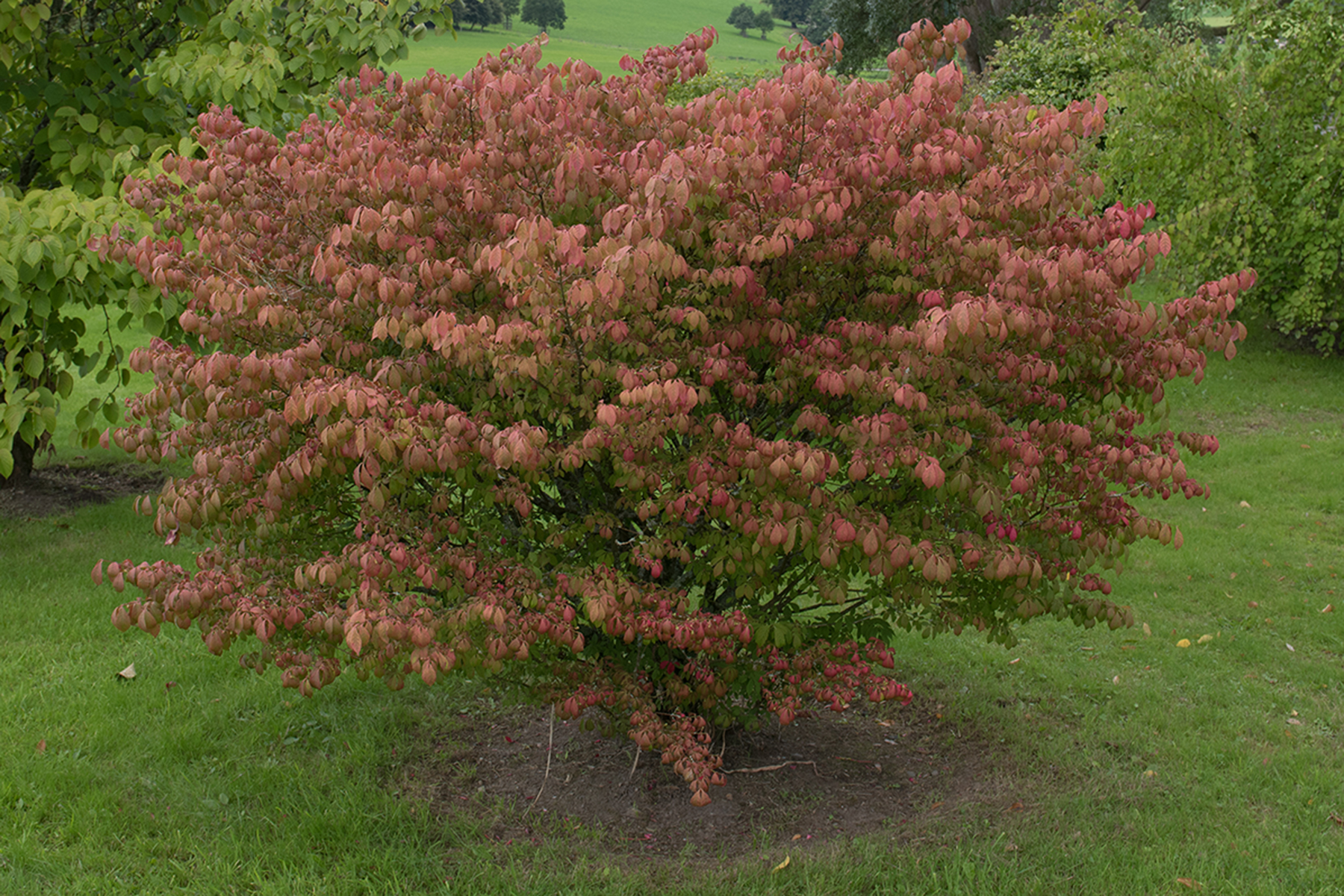 Vaste planten voor een kleurrijke hersttuin - Euonymus alatus