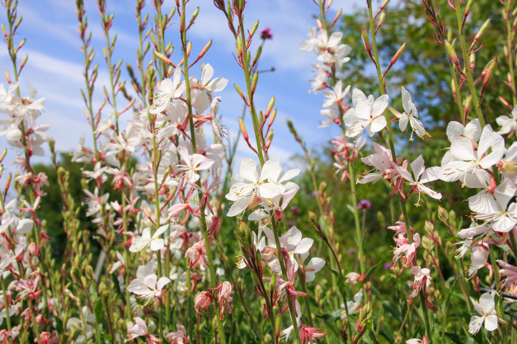 Vast planten voor een kleurrijke herfsttuin - Gaura lindheimeri Prachtkaars