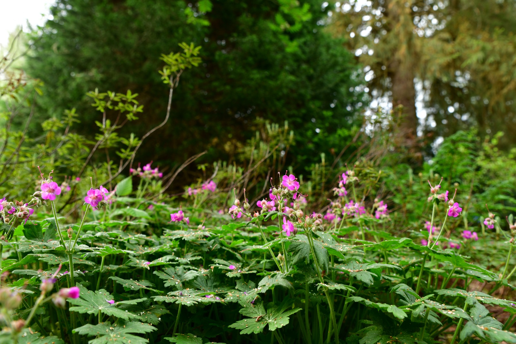 Geranium Ooievaarsbek in de tuin