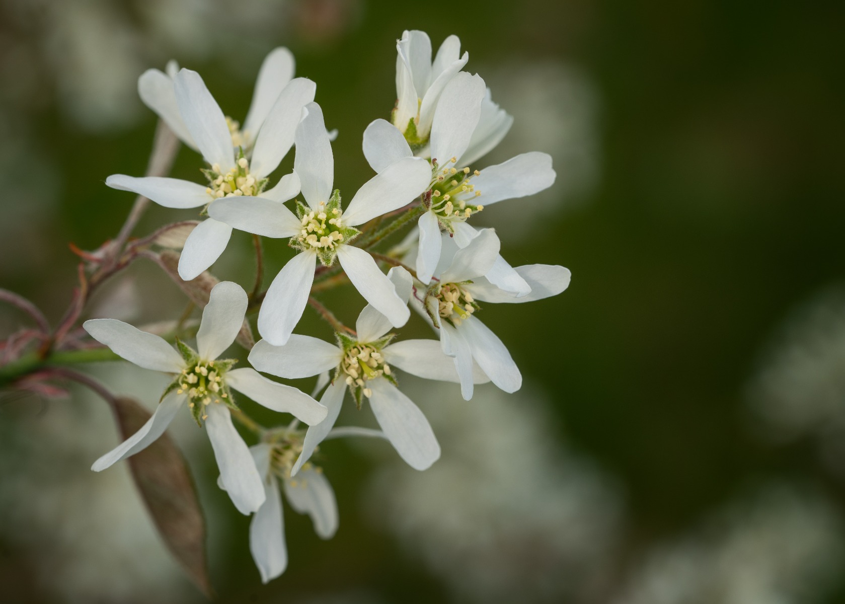 Top 10 bomen voor kleine tuin - Amelanchier lamarckii Krentenboom