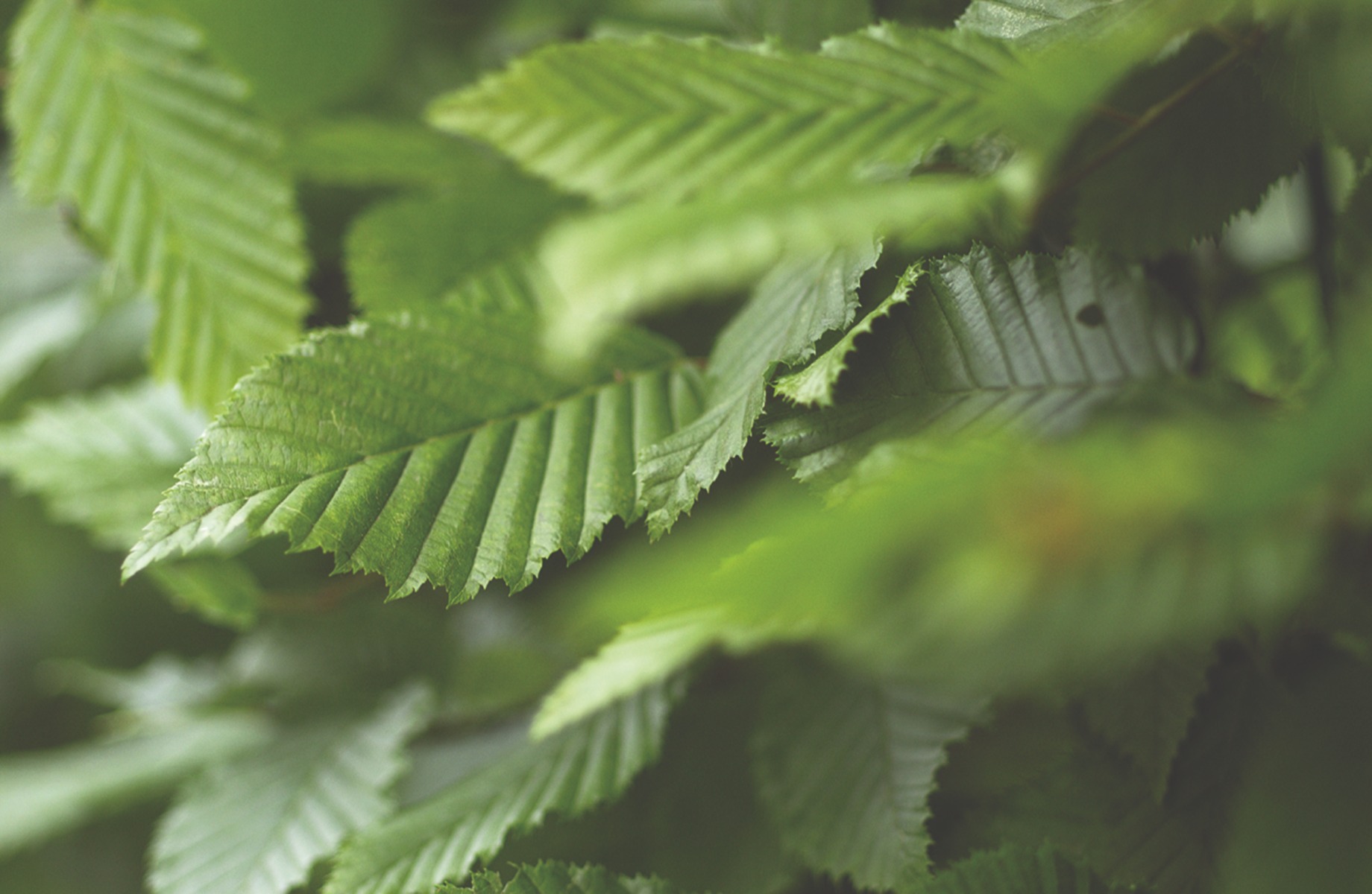 Haagplanten voor een lage heg - Carpinus betulus Haagbeuk