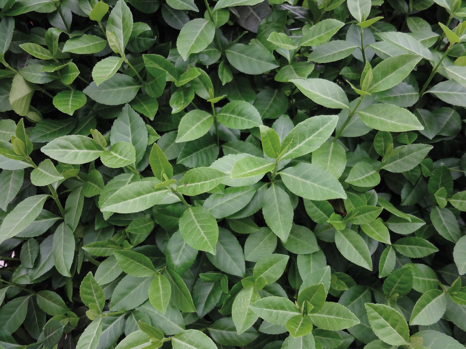 Haagplanten voor lage heg - Euonymus Kardinaalmuts