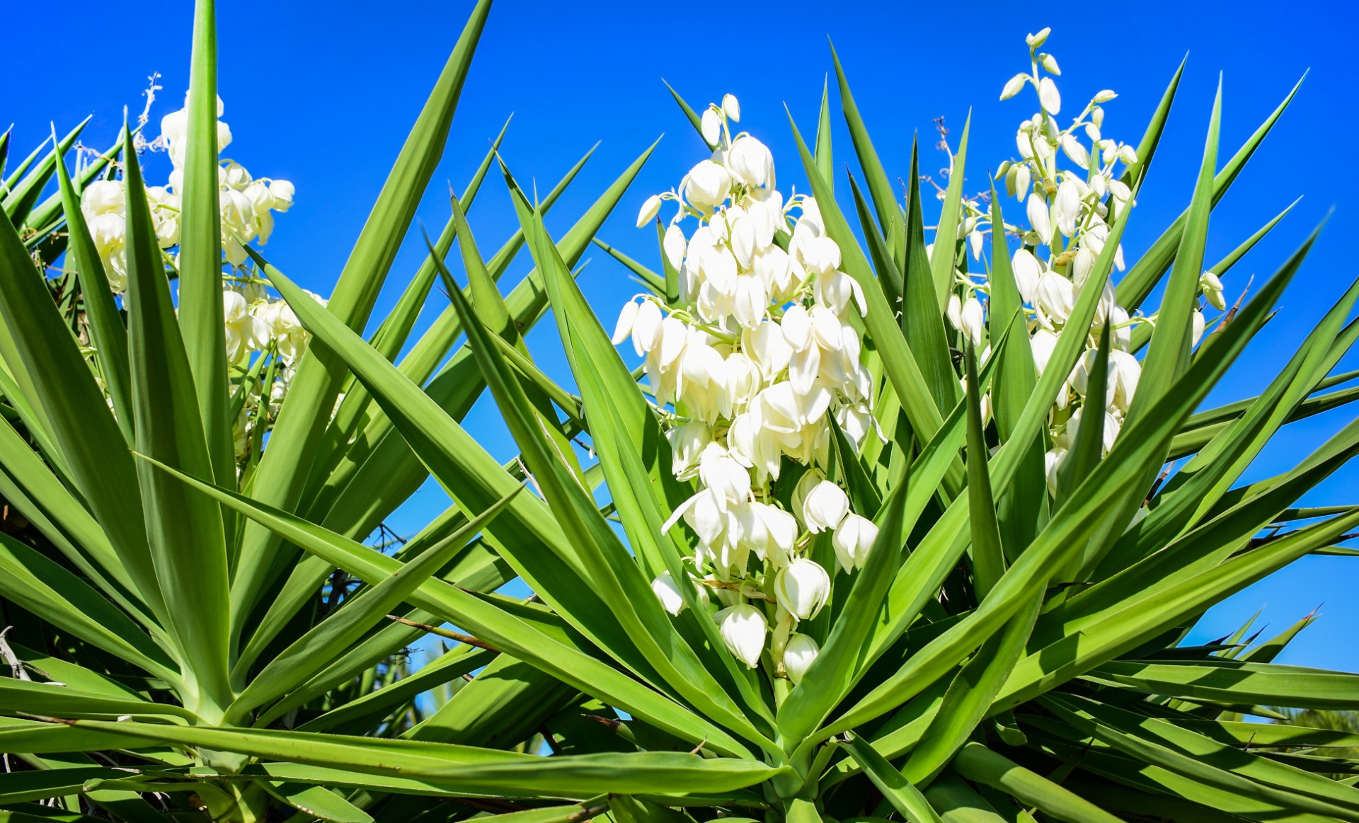 Exotische tuin - Yucca Palmlelie